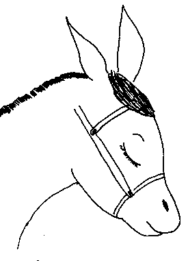 donkey